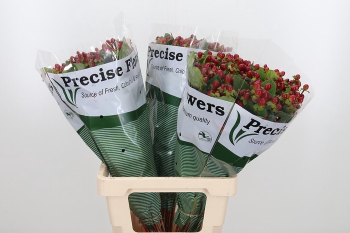 <h4>Hyp Mag Seasons</h4>