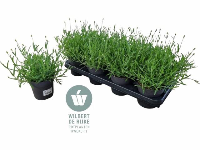 <h4>LAVAN AN HIDCOTE</h4>