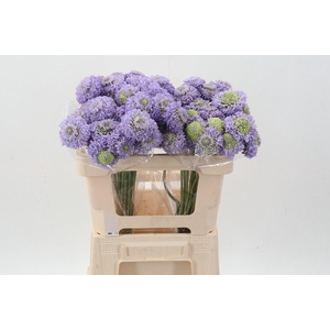 Scab At Scoop Teaberry Bon Bon