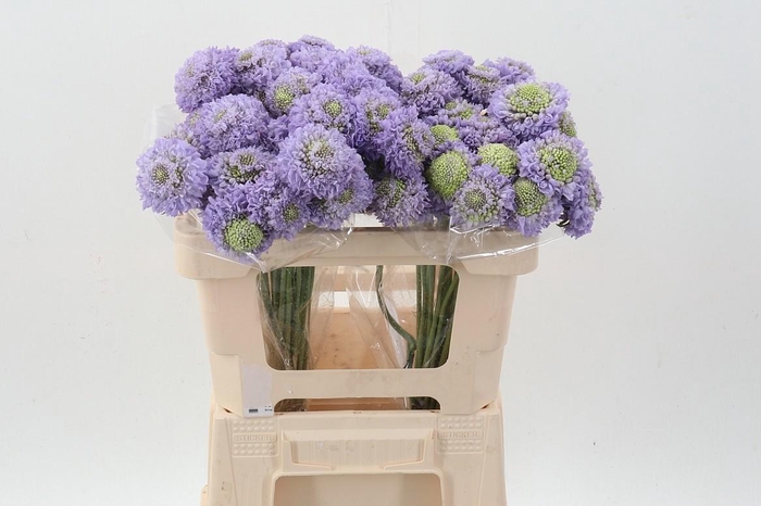 <h4>Scab At Scoop Teaberry Bon Bon</h4>