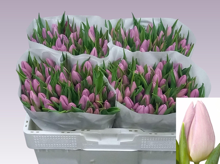 <h4>TU EN CANDY PRINCE</h4>