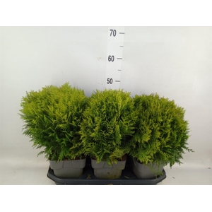 Thuja occid. 'Danica'