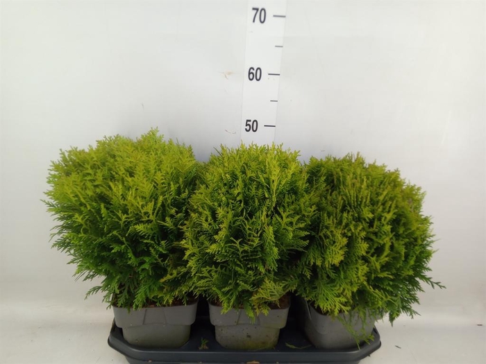 <h4>Thuja occid. 'Danica'</h4>