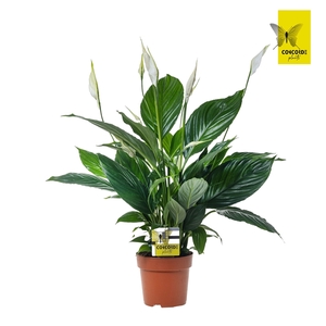 Spathiphyllum 13 cm Pico Cupido Zonder Hoes + Concorde steker