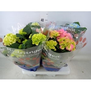 Hydrangea mac.   ...mix