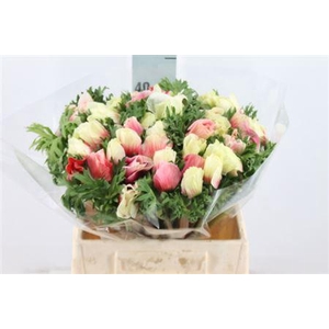 Anemone Mistral Super Bicolor