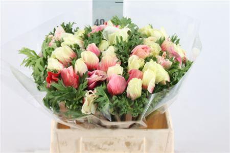 <h4>Anemone Mistral Super Bicolor</h4>
