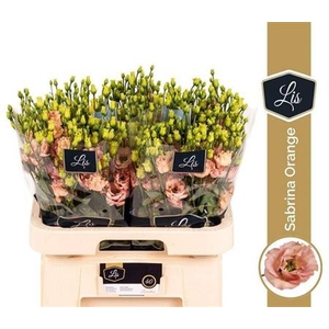 Eustoma russellianum gevuldbloemig russellianum 'Sabrina Orange'