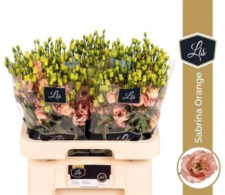 <h4>Eustoma russellianum double flowered 'Sabrina Orange'</h4>
