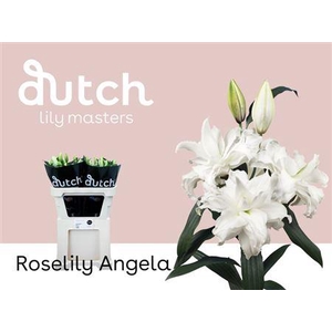 Li Or Du Rl Angela