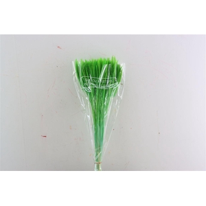 Dried Silk Worms Extra Green Bunch