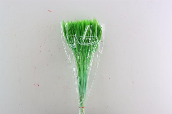Dried Silk Worms Extra Green Bunch