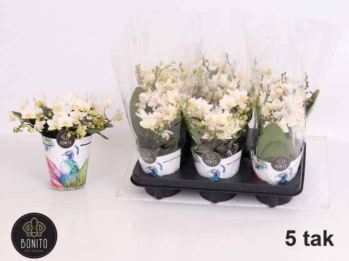 <h4>PHAL EVIA</h4>