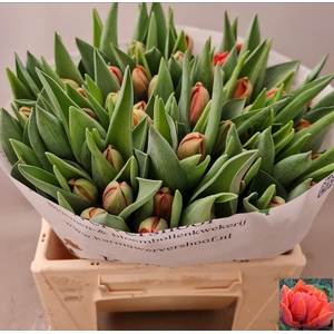 TU DU HERMITAGE DOUB