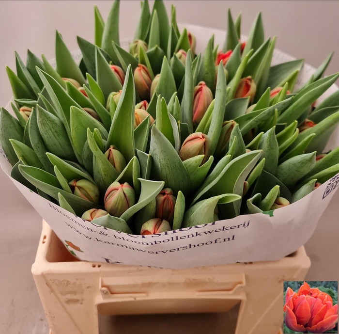 <h4>TU DU HERMITAGE DOUB</h4>