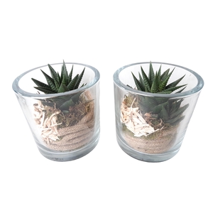 851 ECH Cil.glas Heavy 14cm Succulent