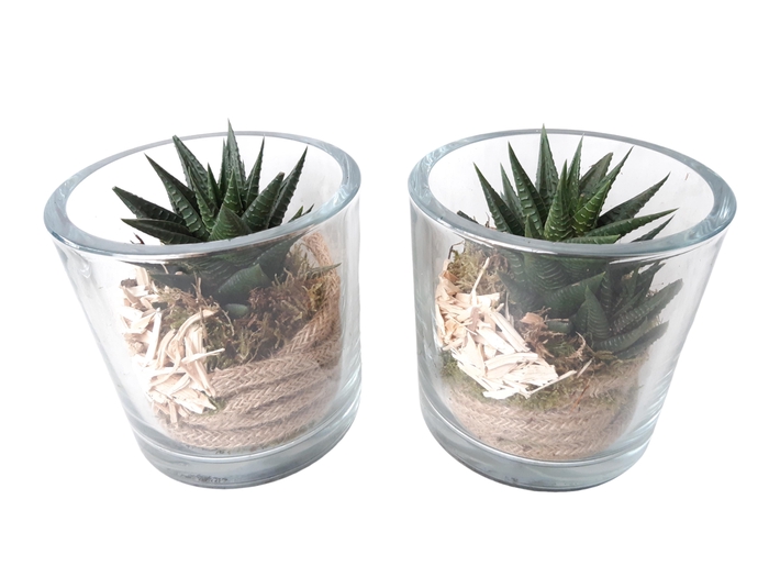 <h4>851 ECH Cil.glas Heavy 14cm Succulent</h4>