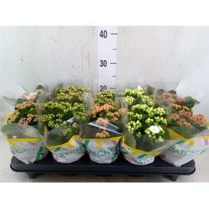 Kalanchoe blos.   ..rosebud mix  5