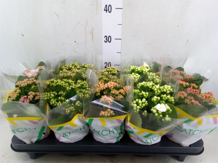 <h4>Kalanchoe blos.   ..rosebud mix  5</h4>