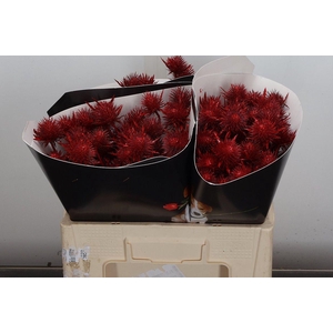 Eryn Wx 50cm Lichtrood