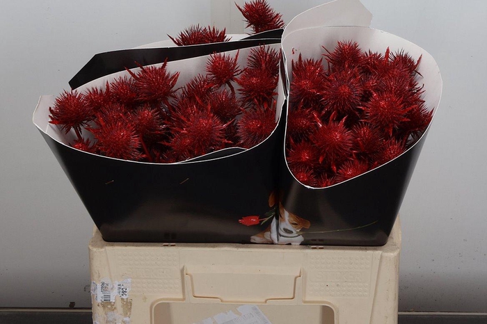 <h4>Eryn Wx 50cm Lichtrood</h4>