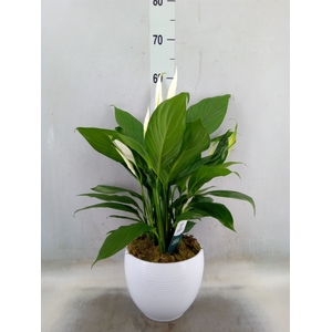 Spathiphyllum  'Bingo Cupido'