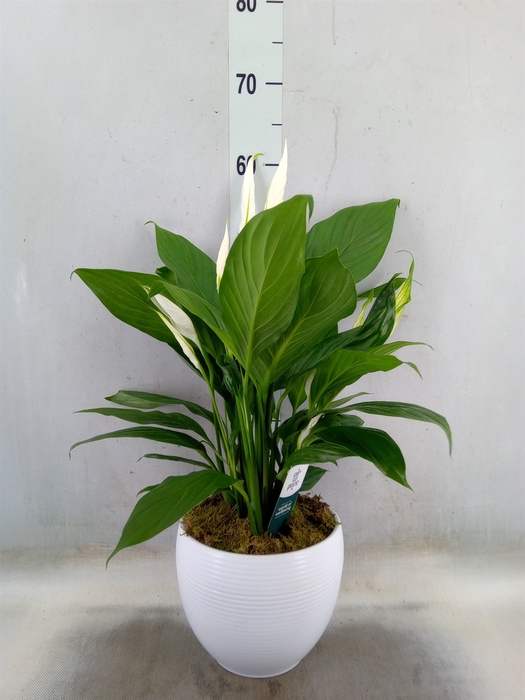 <h4>Spathiphyllum  'Bingo Cupido'</h4>