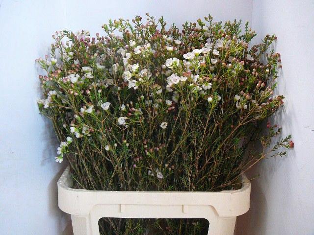 <h4>CHAME MOONL DELIGHT</h4>