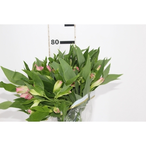 ALSTROEMERIA DUBAI 080 CM