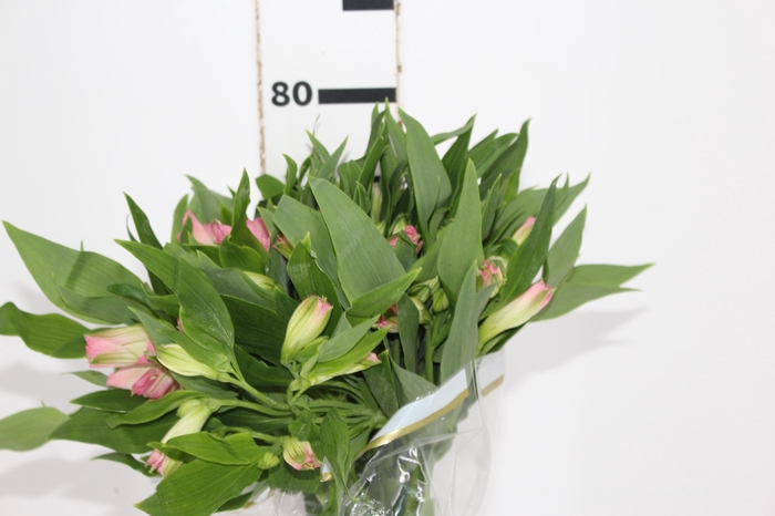 <h4>ALSTROEMERIA DUBAI 080 CM</h4>