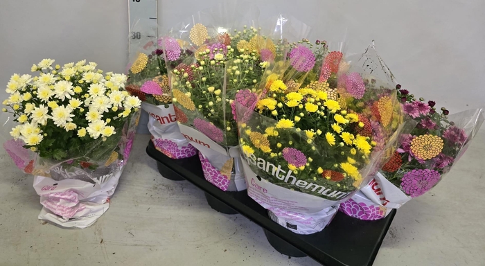 <h4>CHRYS GARDEN MUMS GM</h4>