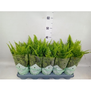 Nephrolepis exal. 'Green Moment'