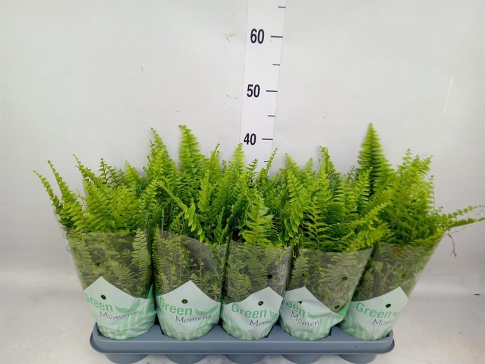 <h4>Nephrolepis exal. 'Green Moment'</h4>