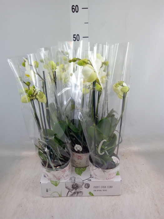 <h4>Phalaenopsis   ...white</h4>