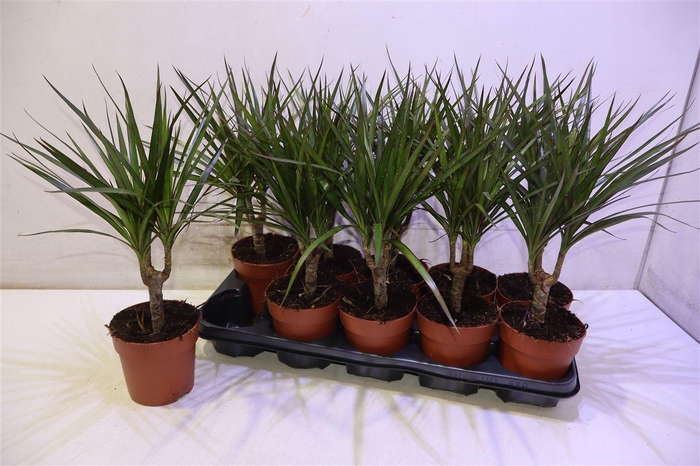 <h4>Dra Marginata</h4>