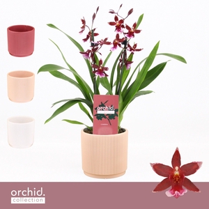 Barrocco Red, 2-spike Compact in Horizon Ribble 'Orchid Collection'