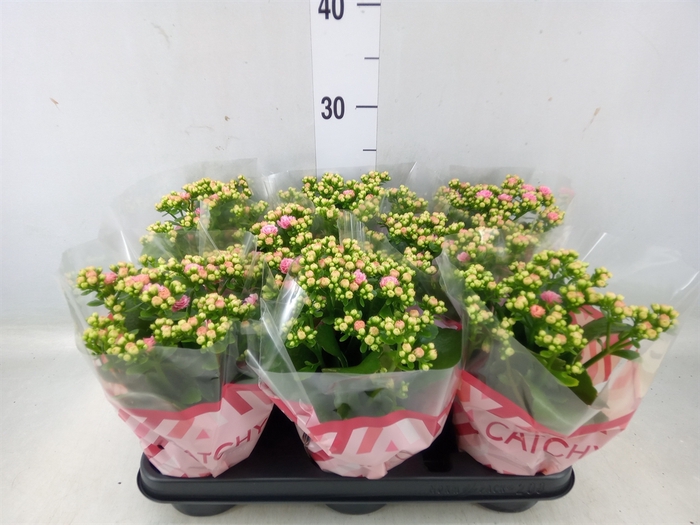 <h4>Kalanchoe blos. 'Calandiva Whites'</h4>