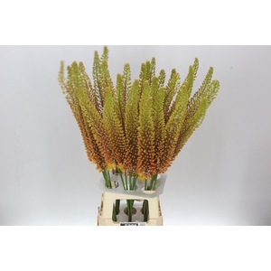 Eremurus Emmy-ro