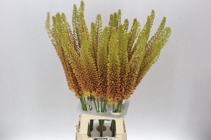 <h4>Eremurus Emmy-ro</h4>