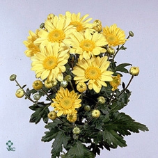 EUPH F T QUICKSILVER