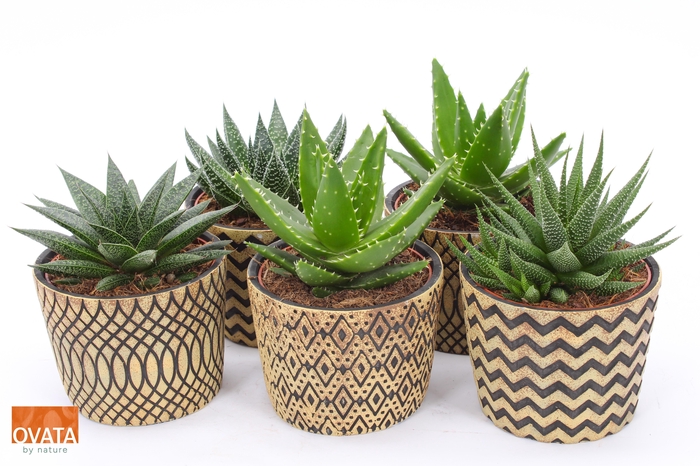 <h4>Succ Gemengd Rocks Keramiek Cancun</h4>