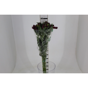 ALSTROEMERIA NAPOLI 080 CM