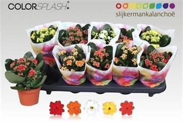 <h4>KAL GE GEM 5 KL</h4>