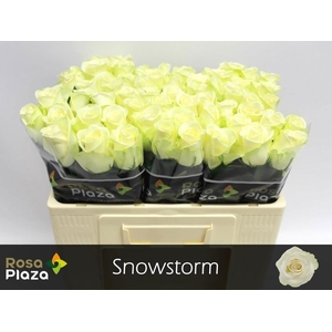 R Gr Snowstorm+