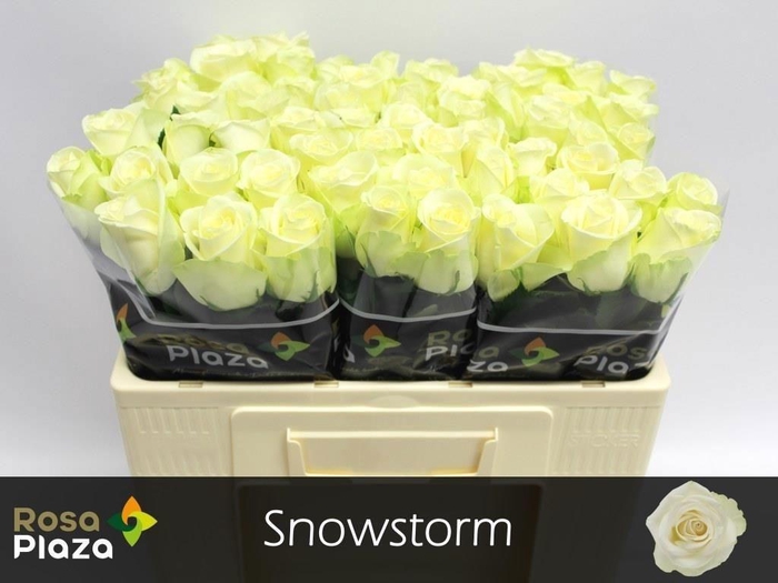 <h4>R Gr Snowstorm+</h4>