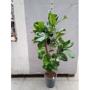 Ficus lyrata