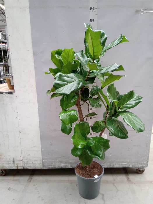 Ficus lyrata