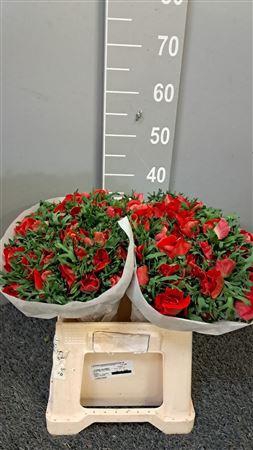 <h4>Anem Scirocco Red Rosso</h4>