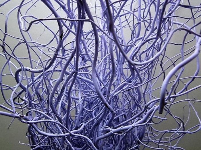 Salix Kronkelwilg Licht Milka