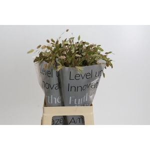Chasmanthium Green